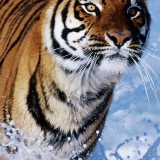 Animal tiger iPhoneX Wallpaper