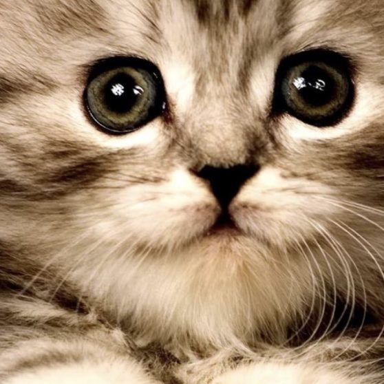 Cat kitten iPhoneX Wallpaper