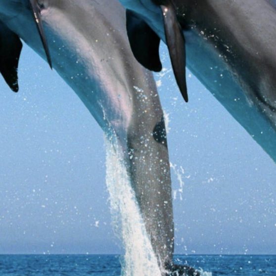 Animal dolphin iPhoneX Wallpaper