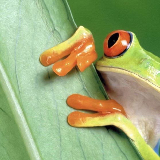 Animal frog green iPhoneX Wallpaper