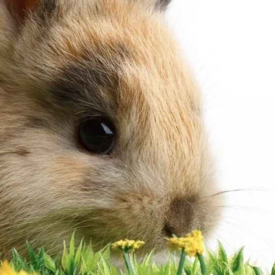Animal rabbit iPhoneX Wallpaper