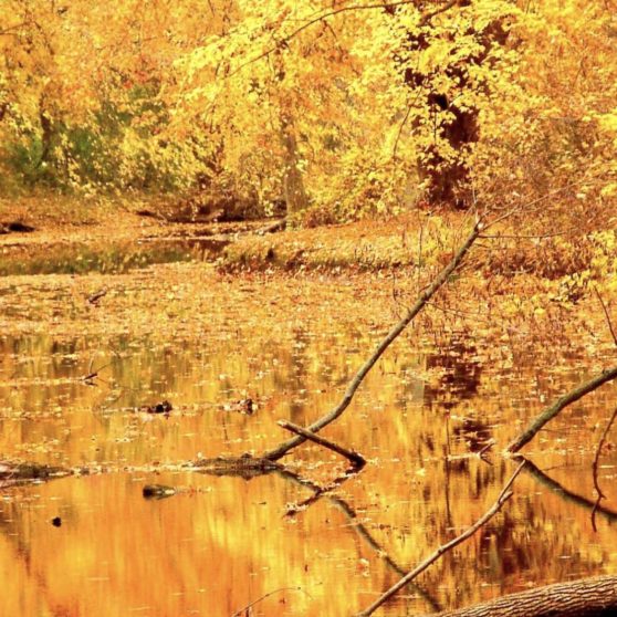 Landscape yellow autumn leaves iPhoneX Wallpaper