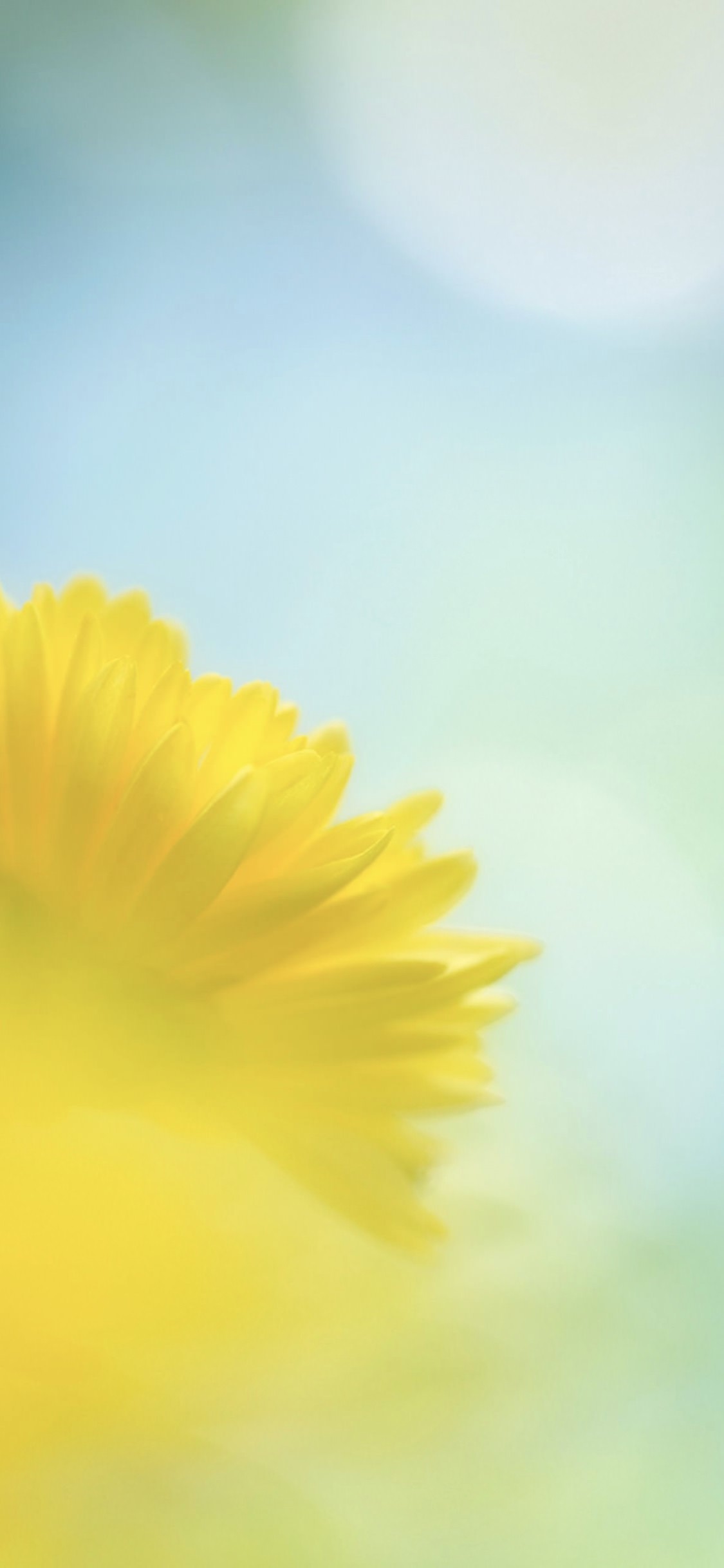 Natural flower ki wallpaper.sc iPhoneXS