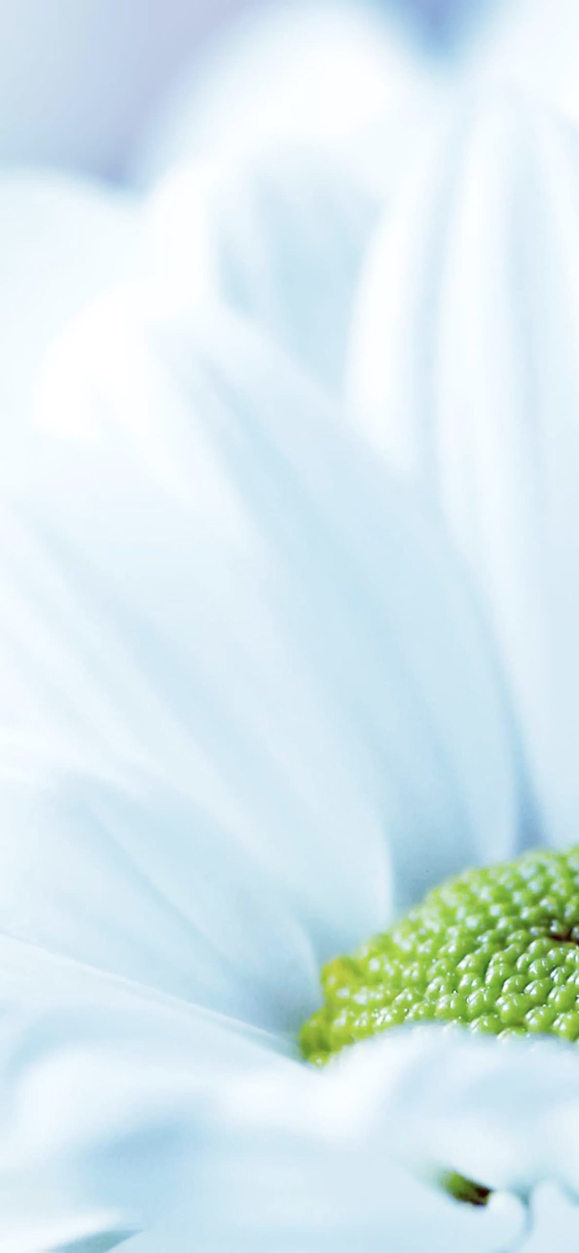 Natural flower white wallpaper.sc iPhoneXS