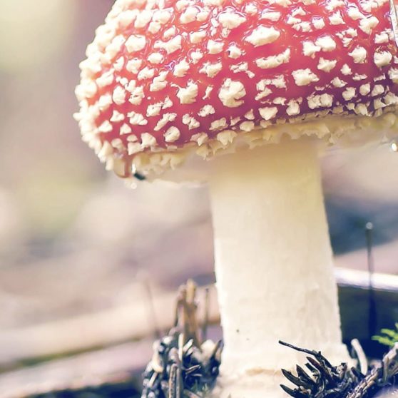 Natural red mushroom iPhoneX Wallpaper