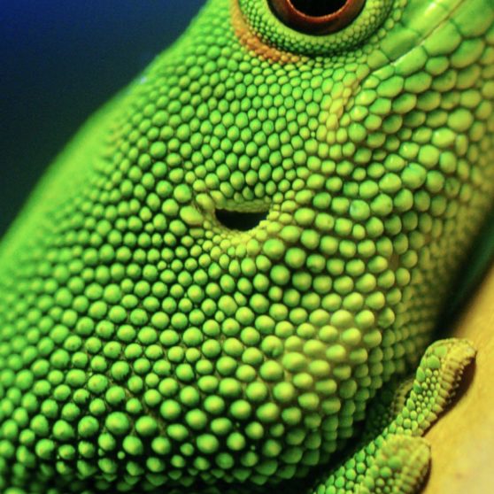 Animal green lizard iPhoneX Wallpaper