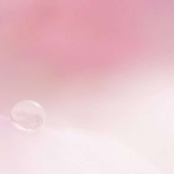 Natural  flower  pink iPhoneX Wallpaper