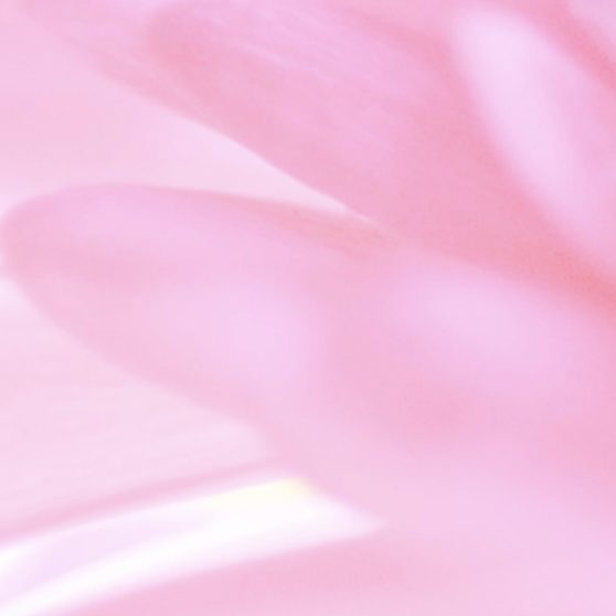 Natural  flower  pink iPhoneX Wallpaper