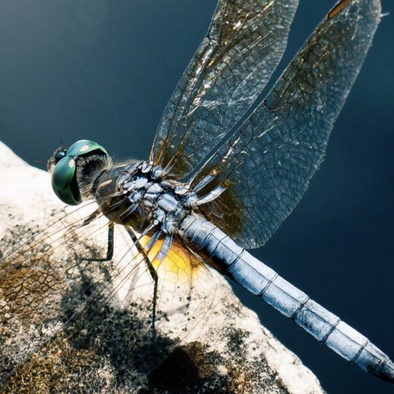 Animal dragonfly iPhoneX Wallpaper