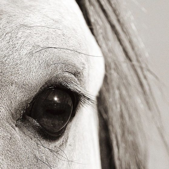 Animal horse iPhoneX Wallpaper