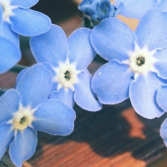 Natural  flower  blue iPhoneX Wallpaper