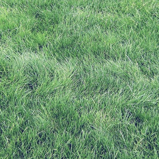 Natural grass green iPhoneX Wallpaper