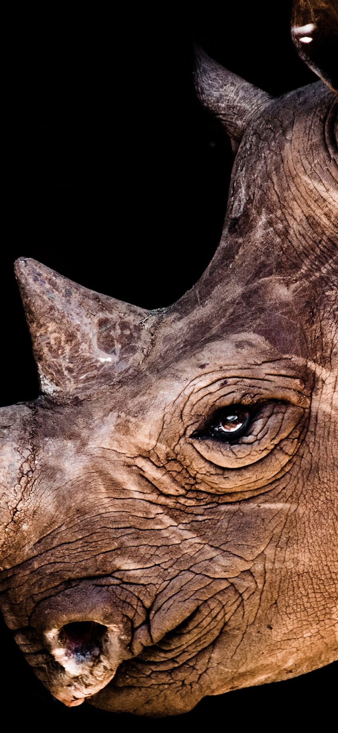 Animal rhino | wallpaper.sc iPhoneXS