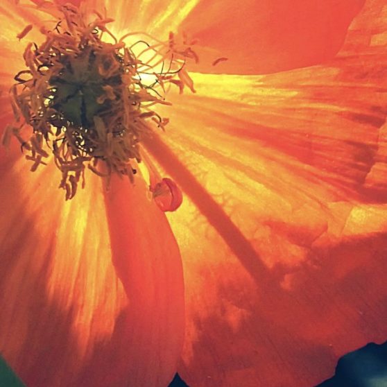 Natural  flower  orange iPhoneX Wallpaper