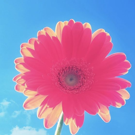 flower  sky  blue  red iPhoneX Wallpaper