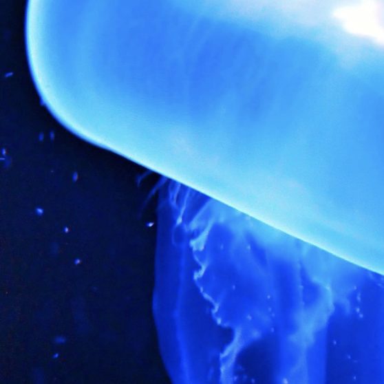 Blue jellyfish creatures iPhoneX Wallpaper