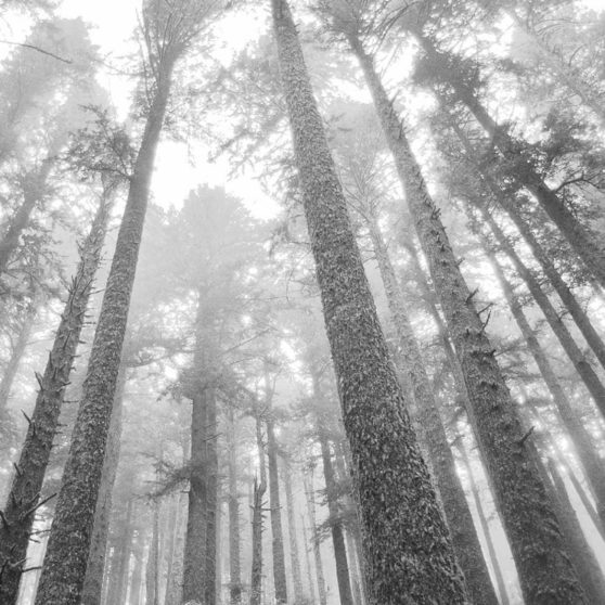 Forest landscape monochrome iPhoneX Wallpaper