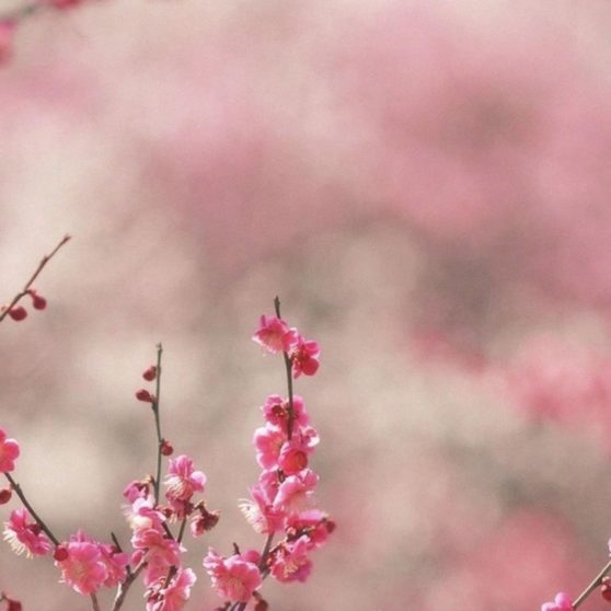 Landscape peach blossom iPhoneX Wallpaper