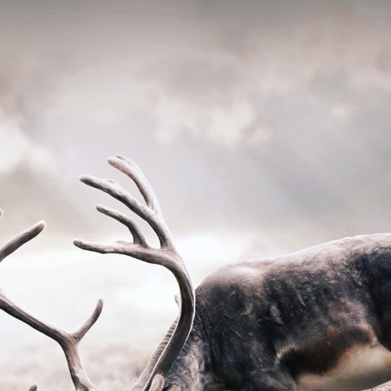 Animal deer iPhoneX Wallpaper