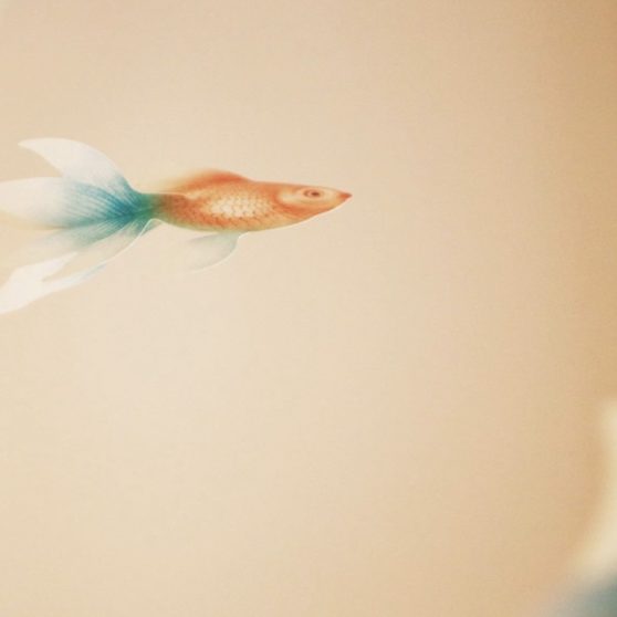 Goldfish fish blur iPhoneX Wallpaper