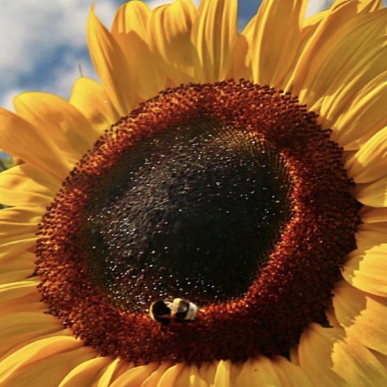 Sunflower sky flower iPhoneX Wallpaper