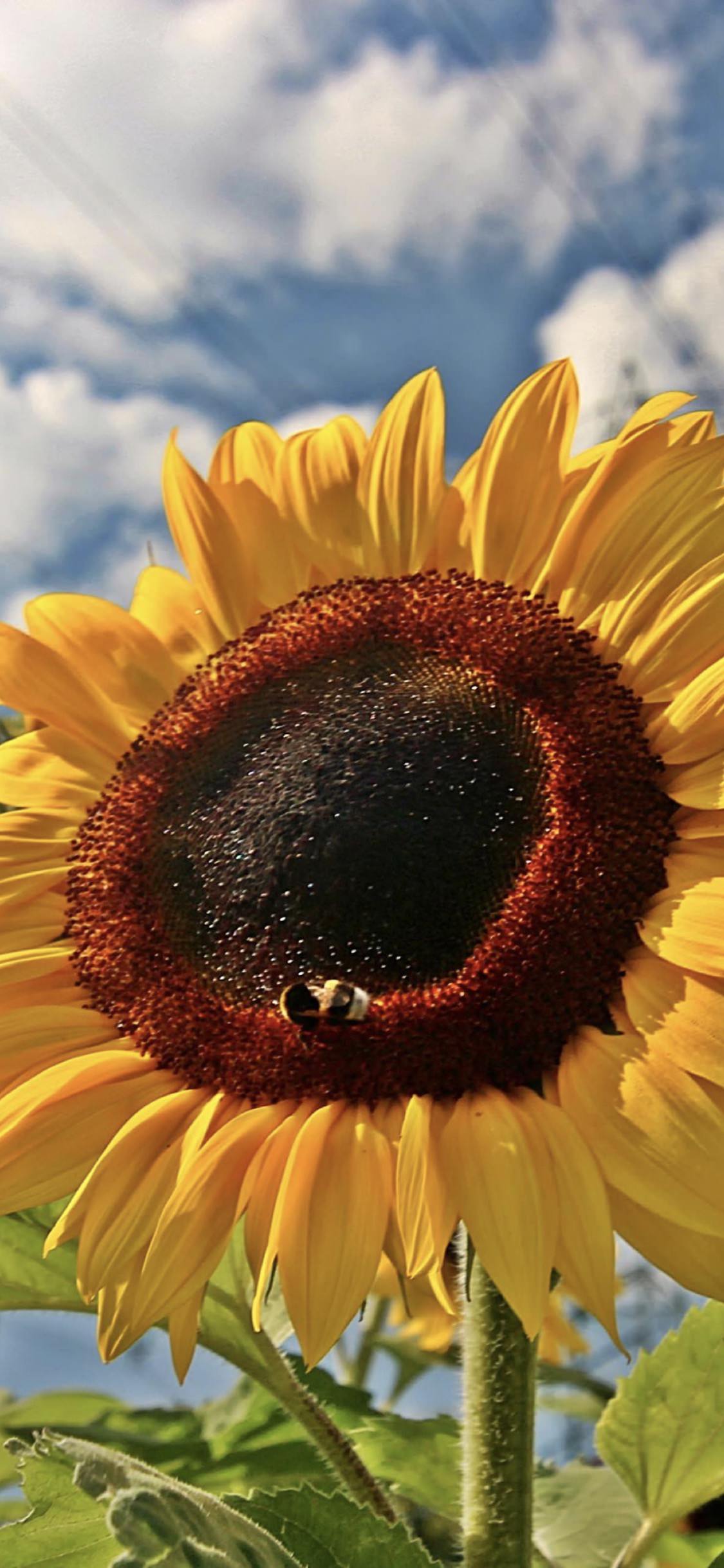 Sunflower sky flower | wallpaper.sc iPhoneXS