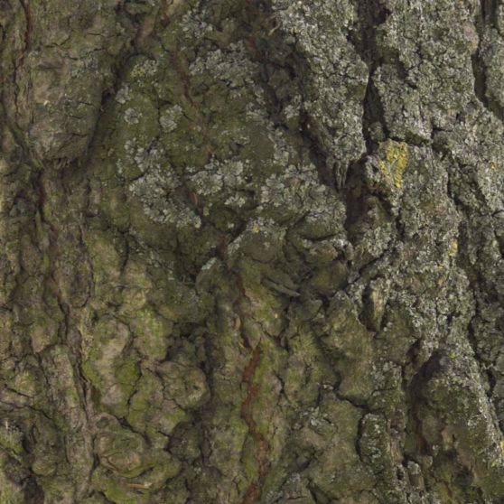 Tree moss green brown iPhoneX Wallpaper