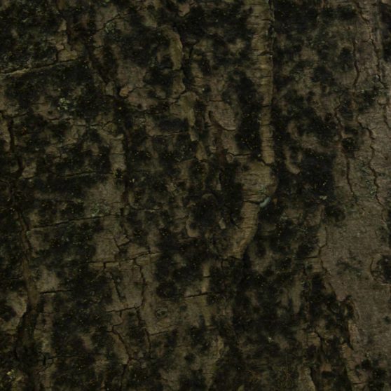 Tree moss green brown iPhoneX Wallpaper