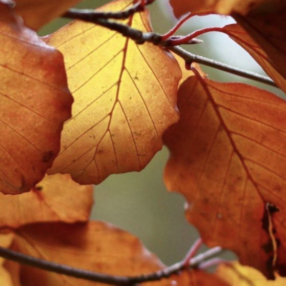 Autumn Leaves Nature iPhoneX Wallpaper