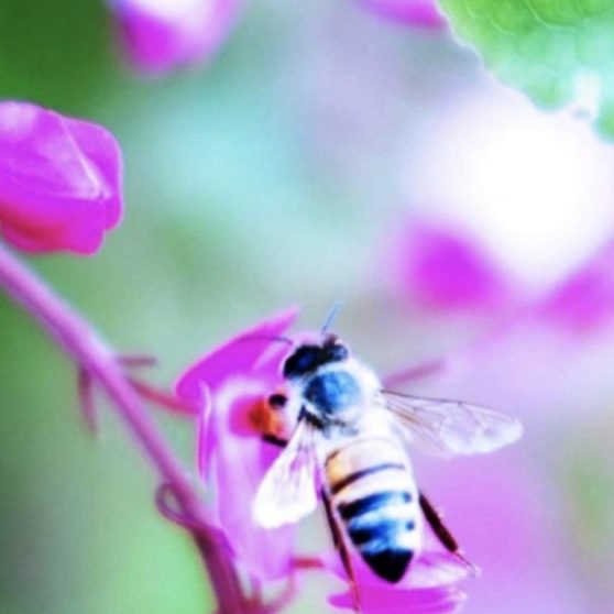 Bee blur flower nature iPhoneX Wallpaper