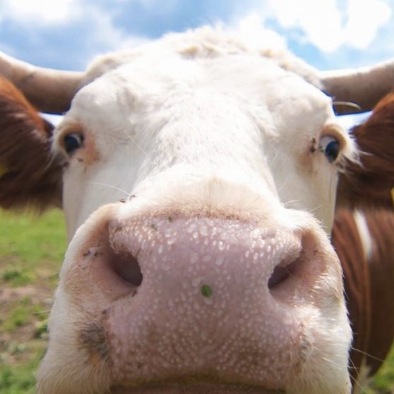 Cattle blur natural animal iPhoneX Wallpaper