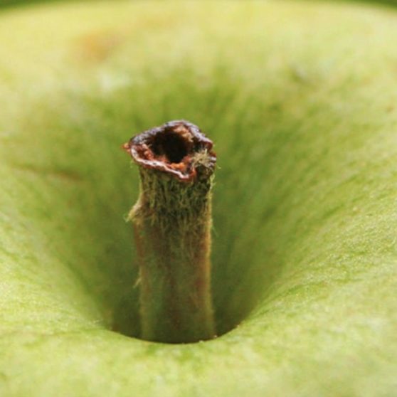 Green apple fruit blur iPhoneX Wallpaper