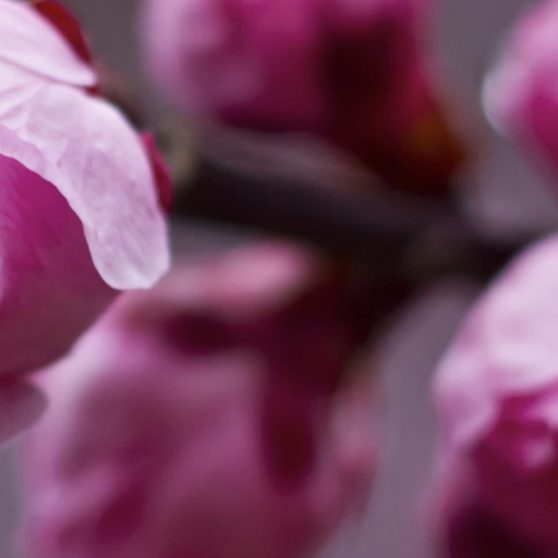 Blur  flower  pink iPhoneX Wallpaper