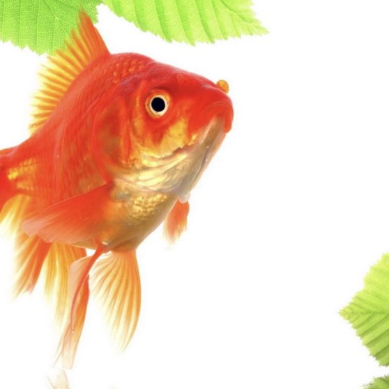 Goldfish green red iPhoneX Wallpaper