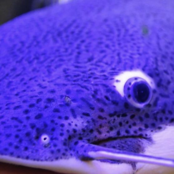 Blue catfish fish iPhoneX Wallpaper