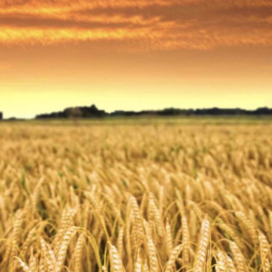 Rice scenery sky sunset iPhoneX Wallpaper