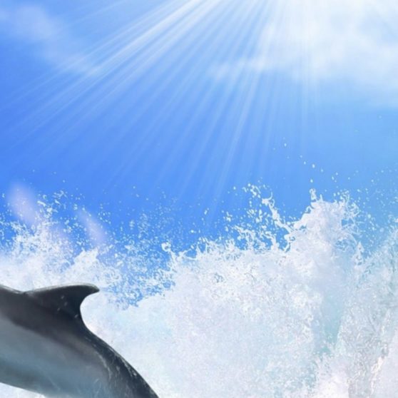 Sea dolphin sun iPhoneX Wallpaper