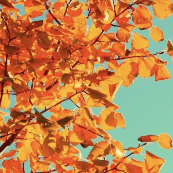 Leaf foliage sky iPhoneX Wallpaper