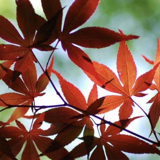 Red autumn leaves blur green iPhoneX Wallpaper