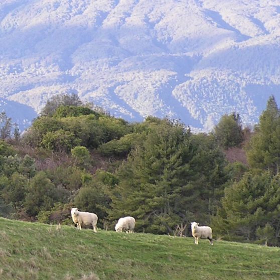 Landscape mountain animal goat iPhoneX Wallpaper
