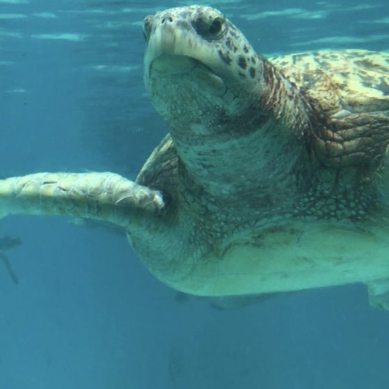 Animal sea turtle blue iPhoneX Wallpaper