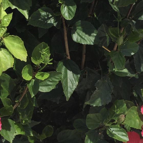 Plant hibiscus flower red green iPhoneX Wallpaper