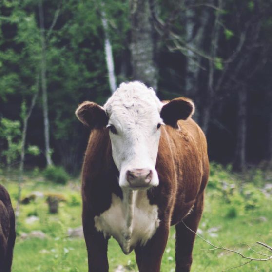 Landscape forest animal cattle iPhoneX Wallpaper