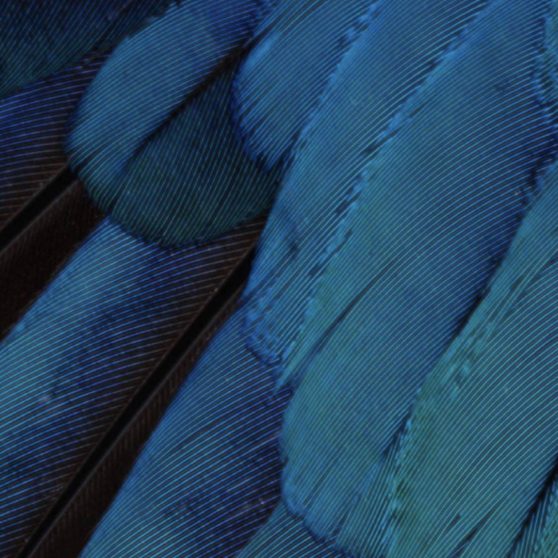 Pattern feathers blue green cool iOS9 iPhoneX Wallpaper