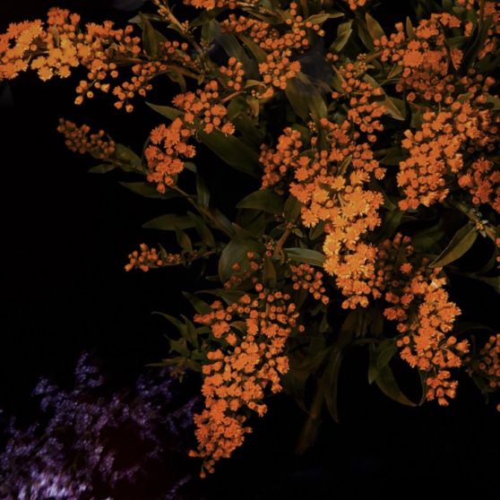 Orange flower cool iOS9 iPhoneX Wallpaper