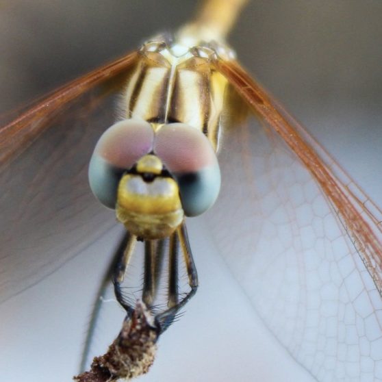 Landscape animal dragonfly iPhoneX Wallpaper