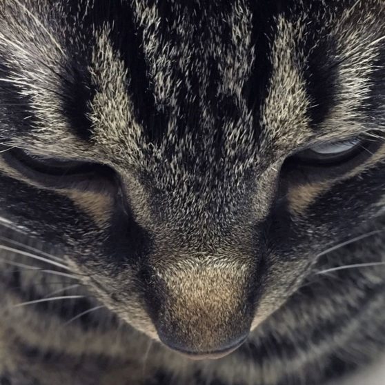 Animal cat Kijitora face iPhoneX Wallpaper