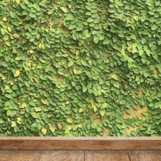 Green wall ivy floorboards iPhoneX Wallpaper