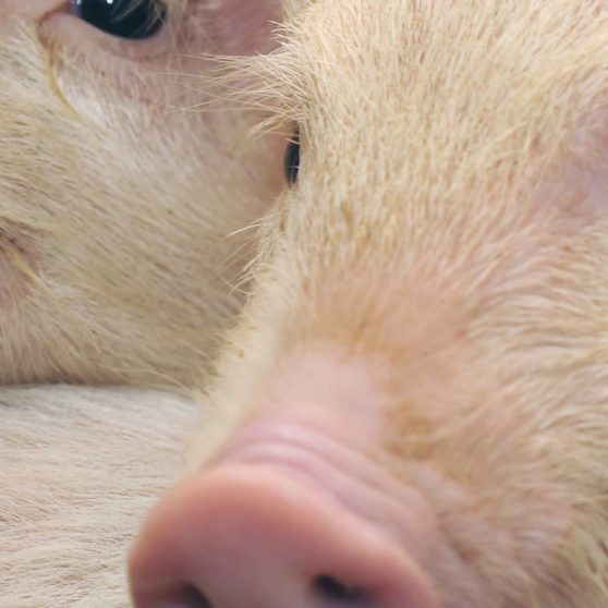 Pig animal peach iPhoneX Wallpaper