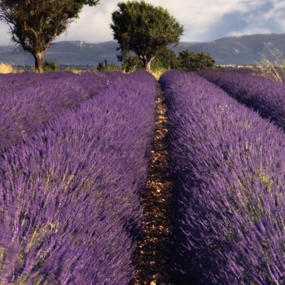 Lavender flower landscape iPhoneX Wallpaper
